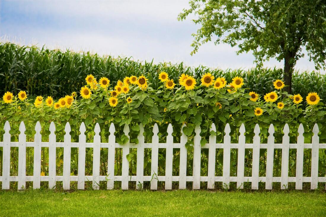 a sunflower with vinyl fence