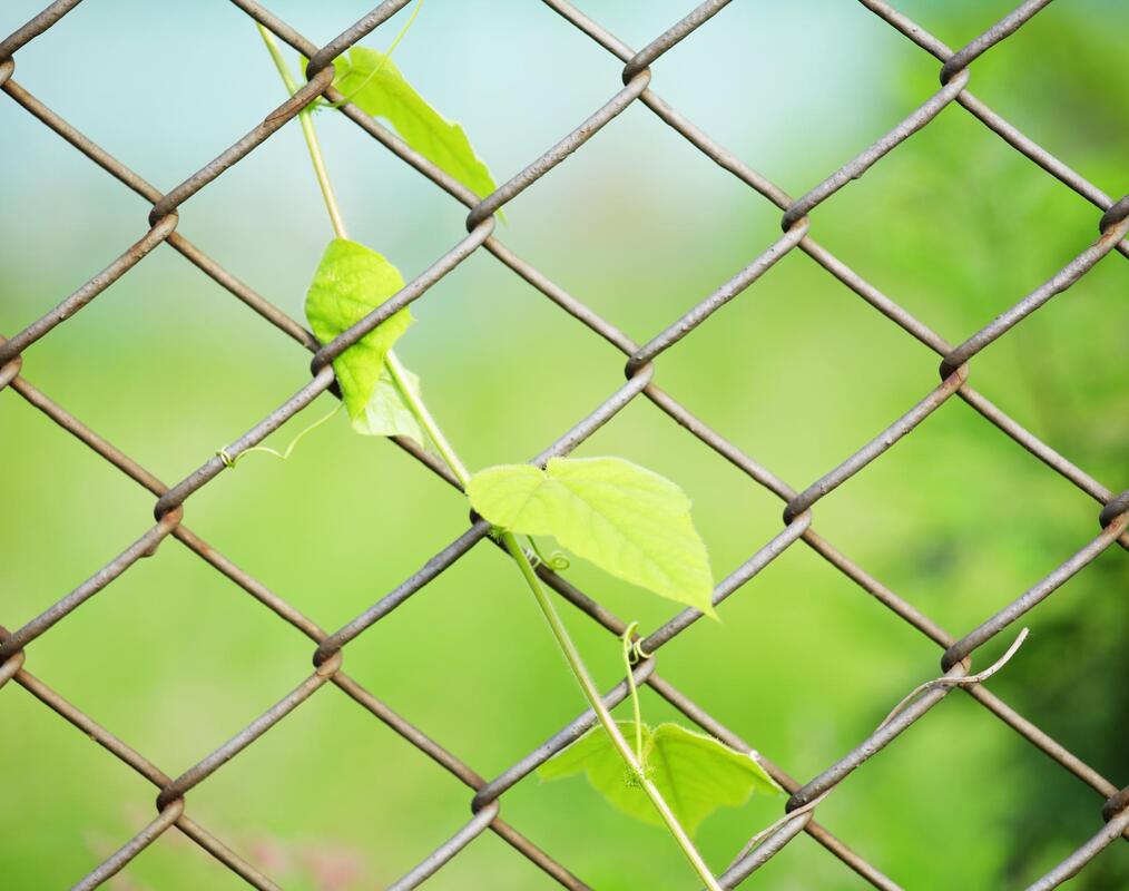 a chainlink fence with plant on it